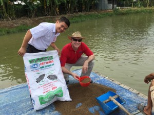 Feeding snakehead in southern Vietnam