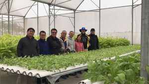 Aquaponics linked to IPRS aquaculture systems in Vietnam