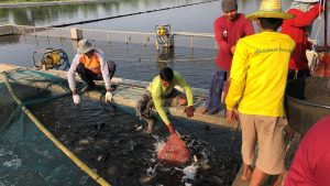 Harvesting tilapia from the first IPRS cell at Manit Farm